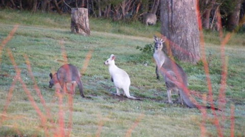 Yering Gorge Cottages - Queensland Tourism 4