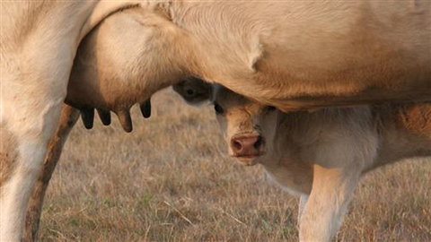 Cathedral Valley Farm - QLD Tourism 1