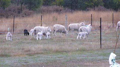 Auberge Woodend - Queensland Tourism 0