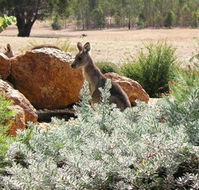 Kangaroos in the Top Paddock - QLD Tourism