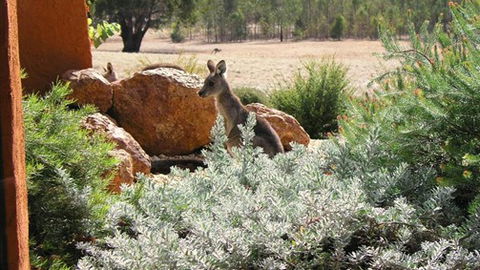 Kangaroos In The Top Paddock - QLD Tourism 0