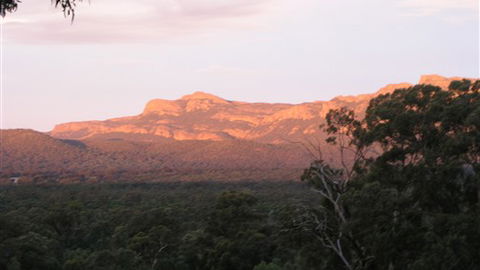 Kangaroos In The Top Paddock - QLD Tourism 2