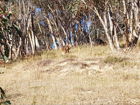 Braemar Bay Holiday Park - QLD Tourism 10