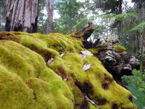 Wolfe Creek Crater Camp At Wolfe Creek Crater National Park - QLD Tourism 14
