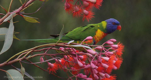Eastern Dandenong Ranges Visitor Information Centre - QLD Tourism 5