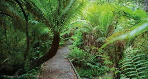 Eastern Dandenong Ranges Visitor Information Centre - QLD Tourism 7