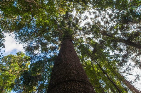 Bunya Mountains Accommodation Centre - Queensland Tourism 4