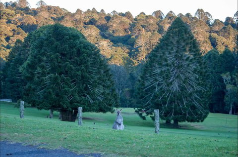 Bunya Mountains Accommodation Centre - Queensland Tourism 8