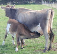Animal Land - Queensland Tourism
