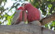 River Gardens Bed And Breakfast Farmstay - thumb 6