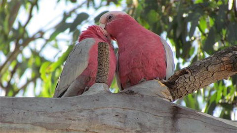River Gardens Bed And Breakfast Farmstay - Queensland Tourism 6