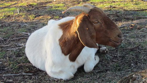 River Gardens Bed And Breakfast Farmstay - Queensland Tourism 5