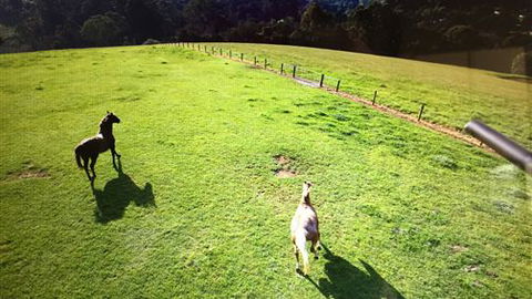 Farm Accommodation - QLD Tourism 4