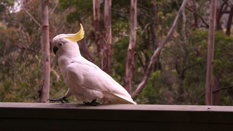 Heavenly Retreat - QLD Tourism 5