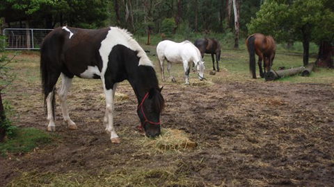 Buller Basecamp Retreat - QLD Tourism 4