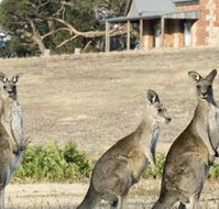 Grampians Pioneer Cottages - QLD Tourism