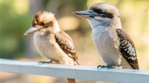 Serenity Halls Gap: Nat Park Frontage - QLD Tourism 6