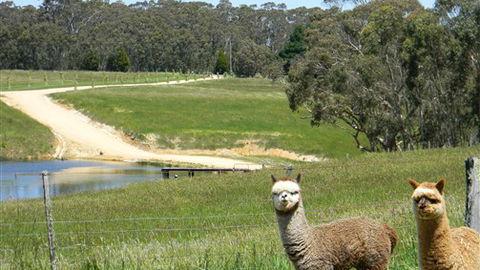 Cygnet Park Country Retreat - QLD Tourism 3