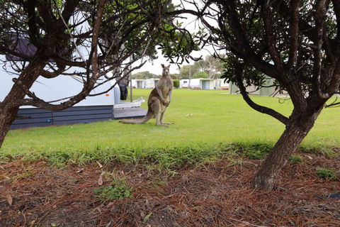 Anglesea Family Caravan Park - QLD Tourism 3