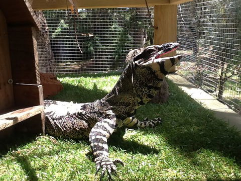 Beechworth Wildlife Stays - QLD Tourism 6