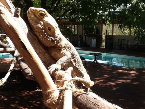 Beechworth Wildlife Stays - QLD Tourism 7