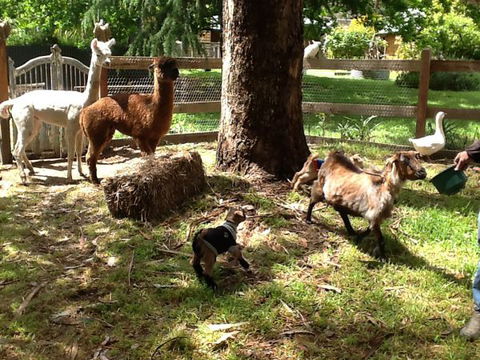 Beechworth Wildlife Stays - QLD Tourism 8