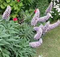 Padthaway Caravan Park - Queensland Tourism