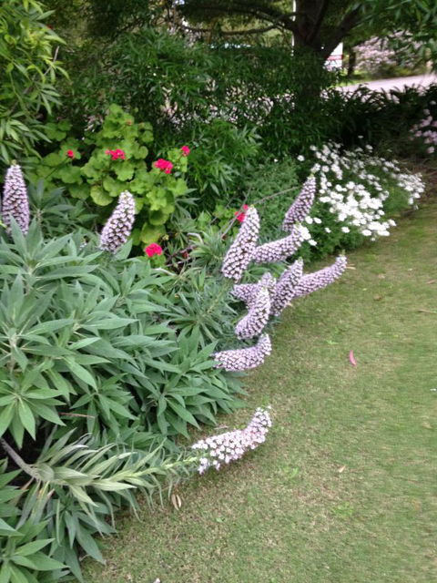 Padthaway Caravan Park - Queensland Tourism 2