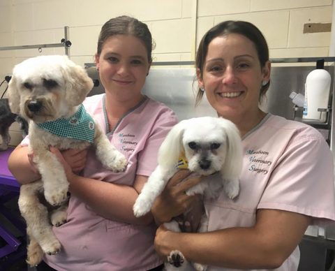 Maraboon Pet Resort - Queensland Tourism 1