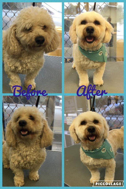 Maraboon Pet Resort - Queensland Tourism 4