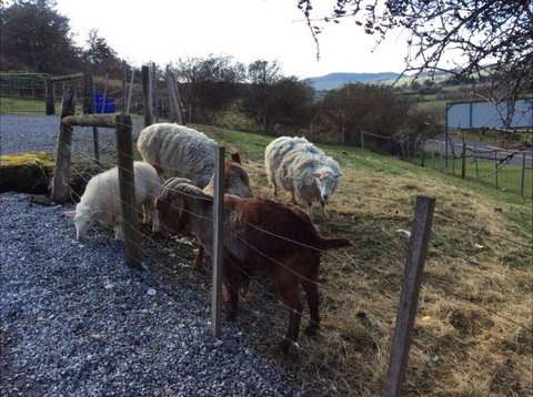 Mole Creek Cabins - QLD Tourism 3