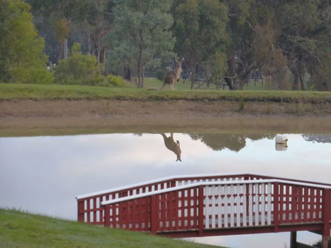 The Black Sparrow - Queensland Tourism 3