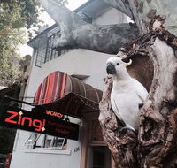 Zing Backpackers Hostel - QLD Tourism