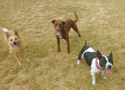 Hillcrest Pet Resort - QLD Tourism 4