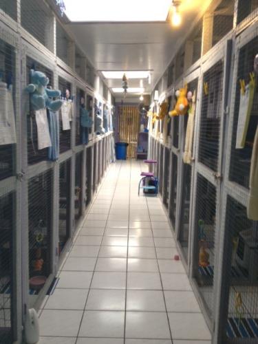 Hillcrest Pet Resort - QLD Tourism 2