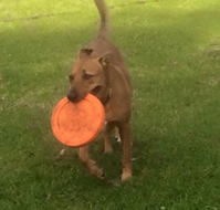 Newcastle K9 Central - Queensland Tourism