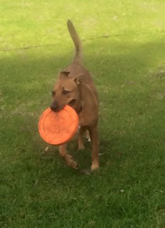 Newcastle K9 Central - QLD Tourism 0