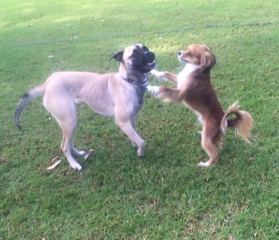 Newcastle K9 Central - QLD Tourism 1