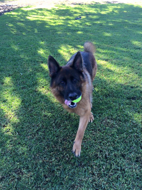 Newcastle K9 Central - QLD Tourism 2