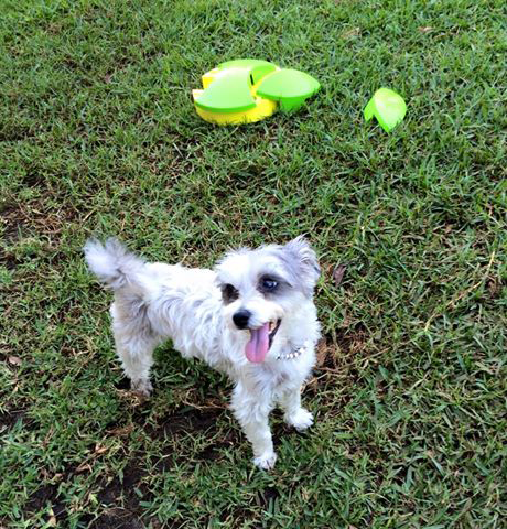 Newcastle K9 Central - QLD Tourism 3