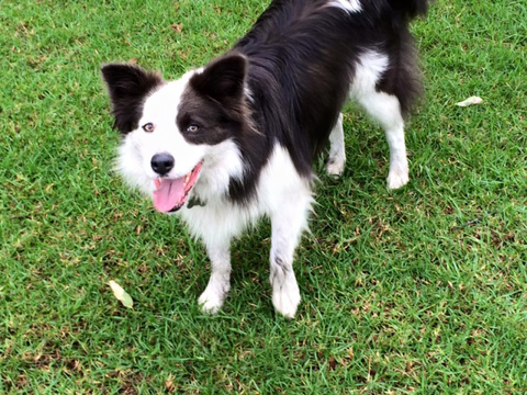 Newcastle K9 Central - QLD Tourism 4