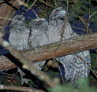 BIG4 Kelso Sands Holiday  Native Wildlife Park - QLD Tourism