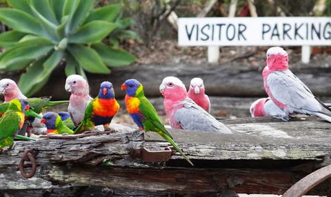 Barambah Bush Caravan & Camping Park - QLD Tourism 7