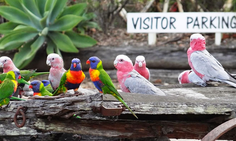 Barambah Bush Caravan & Camping Park - QLD Tourism 2