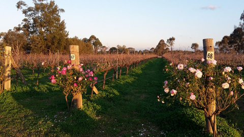 Emma’s Cottage Vineyard - QLD Tourism 1
