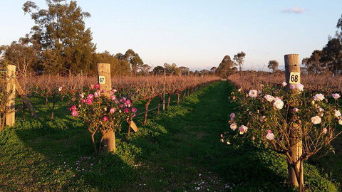 Emmas Cottage Vineyard - QLD Tourism 1