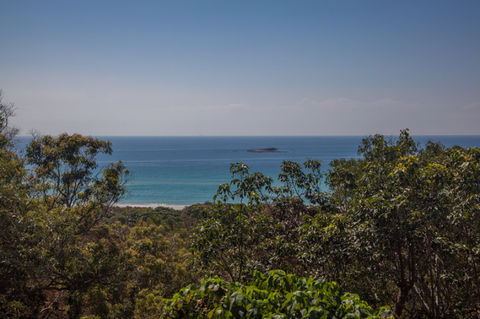 Grass Trees On Straddie - QLD Tourism 4