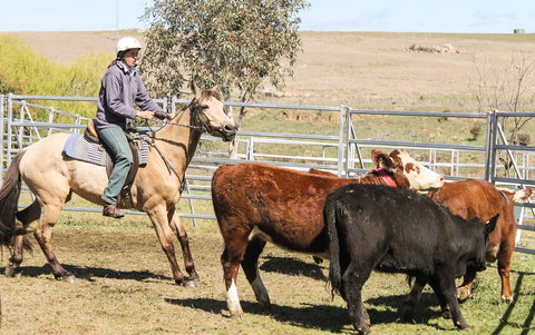 Snowy River Holiday Park - QLD Tourism 4