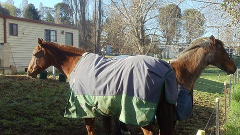 Snowy River Holiday Park - QLD Tourism 3