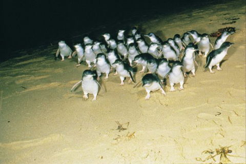 BIG4 Phillip Island Caravan Park - QLD Tourism 7